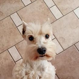 Blossom - Miniature Schnauzer