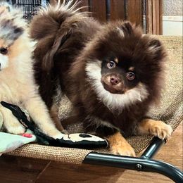 Boy 3 - Pomeranian puppy from COCO'S POMS AND FRENCHIES