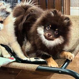 Boy 3 - Pomeranian puppy from COCO'S POMS AND FRENCHIES