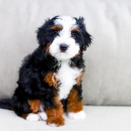Aussiedoodle, Australian Mountain Doodle, and Bernedoodle Puppies from Cottonwood Creek Doodles