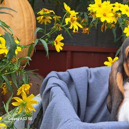 Basset Hound and Beagle Puppies from Orange Mountain Basset Hounds & Beagles