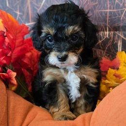 Neptune - Black tri-color male Aussiedoodle puppy in Prescott Valley, Arizona from Ramirez Family Doodles