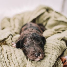 Yellow Boy - Merle male Cavapoo puppy in Mckinney, Texas from Doodles of North Tx