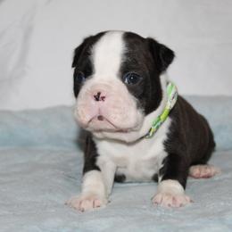 Roscoe - Brindle and white male Boston Terrier puppy in Brooksville, Florida from I Love Pups