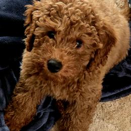 Charlie - Goldendoodle