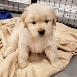 Golden Retriever Puppies from Amore Doro’ N Marshell Golden’s