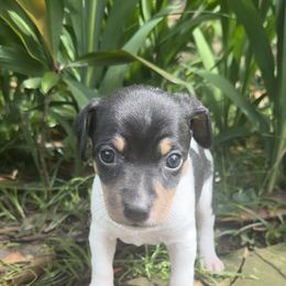 Sage - White black and tan Rat Terrier puppy in Haiku, Hawaii from Haiku Rat Terriers