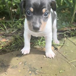 Sage - White black and tan Rat Terrier puppy in Haiku, Hawaii from Haiku Rat Terriers