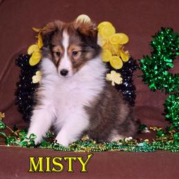 Misty - Mahogany Sable-White Girl - Sable and white female Shetland Sheepdog puppy in Frazeysburg, Ohio from Mountain High Kennels