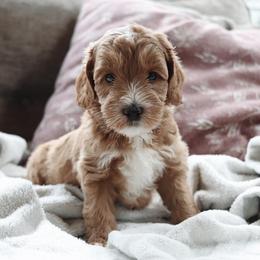 Toffee - Apricot female Goldendoodle puppy in Atlanta, Georgia from Cedarcrest Goldendoodles