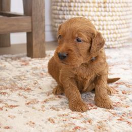 Goldendoodle, Irish Doodle, Labradoodle, and Poodle Puppies from Desert Doodles