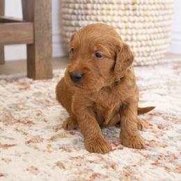 Goldendoodle, Irish Doodle, Labradoodle, and Poodle Puppies from Desert Doodles