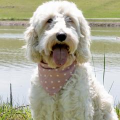 Nala - Goldendoodle