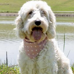 Nala - Goldendoodle