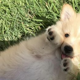 Pomeranians from Pomeranian Pals