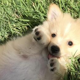 Pomeranians from Pomeranian Pals