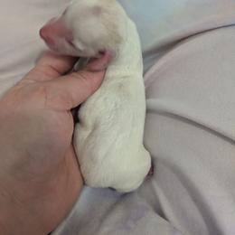 5 cream piebald - Piebald male Dachshund puppy in Central Point, Oregon from MRS Long Dog Ranch