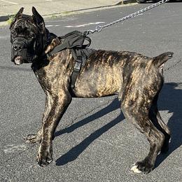 Orange collar - Chestnut brindle male Cane Corso puppy in Fairfield, California from Royal Class Kennels