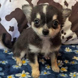 Max - Black and tan male Chihuahua puppy in Amity, Pennsylvania from Baxters Chihuahuas