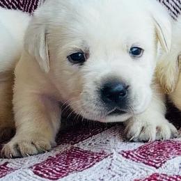 Girl 4 - Yellow female Labrador Retriever puppy in Jamestown, Ohio from Heartlands Quality Labrador Retrievers
