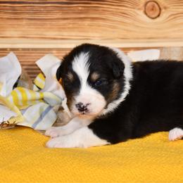 Flower - Black tri-color female Australian Shepherd puppy in Kirksville, Missouri from BellSharps Australian Shepherds