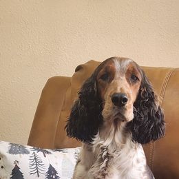 Sis - English Springer Spaniel