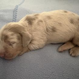 Dachshund Puppies from Andrepont Dachshunds