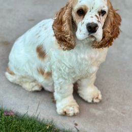 Willow - Cocker Spaniel