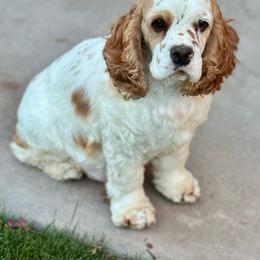 Willow - Cocker Spaniel