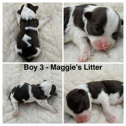 Boy 3 - Chocolate male Havanese puppy in Elkins, Arkansas from Havana Knights Havanese