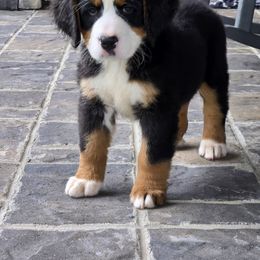 Boy 3 - male Bernese Mountain Dog puppy in Gaffney, South Carolina from Circle D Farms