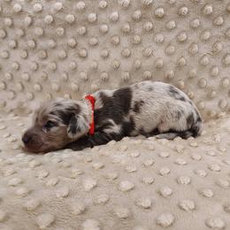 Puppy 3 - Blue and tan male Dachshund puppy in Krum, Texas from Dots N Spots Dachshunds