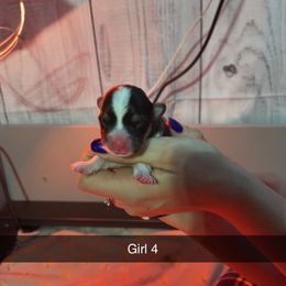 Girl 4 - Black and tan Pembroke Welsh Corgi puppy in Binghamton Area, New York from JFF Scenic Woodrows Winnie