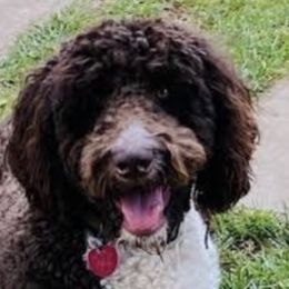 Bernedoodles from Cathy's Bernedoodles