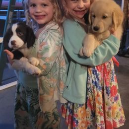 English Springer Spaniel Puppies from 31 Pines Springers & Retrievers