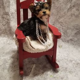 Biewer Terrier and Yorkshire Terrier Puppies from Niko Kennel