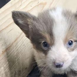$200 Angel 😇 - Pembroke Welsh Corgi puppy from Top-Notch Paws