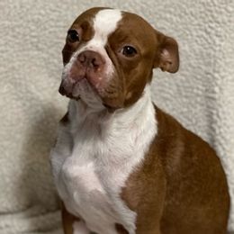 Boston Terriers from Daddy Daughter’s Boston Terrier’s