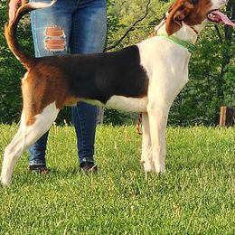 Bosch - Treeing Walker Coonhound