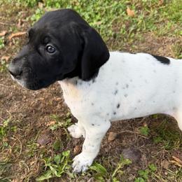 Joker - Black and white male German Shorthaired Pointer puppy in Hot Springs, Virginia from Thunder Mountain Gun Dogs