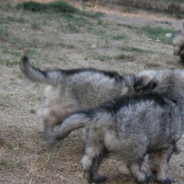 Shiloh Shepherd Puppies from Solace Shilohs