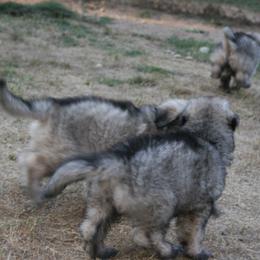 Shiloh Shepherd Puppies from Solace Shilohs