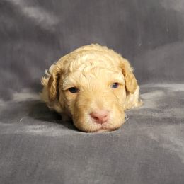 Bo - Buff male Cockapoo puppy in Missouri from KDK Missouri Miniature Poodles