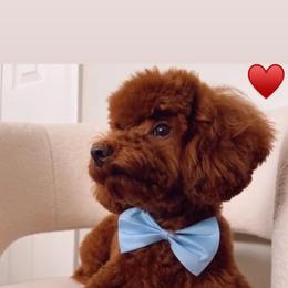 Goldendoodle and Poodle All Grown Up from Doodles & Poodles by Tiki