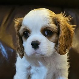 Lea - Blenheim Cavalier King Charles Spaniel puppy in Indiana from Roselily Cavaliers