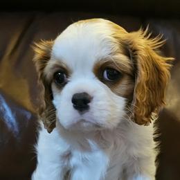 Lea - Blenheim Cavalier King Charles Spaniel puppy in Indiana from Roselily Cavaliers