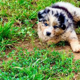 Titian - Blue merle male Australian Shepherd puppy in Mineral Wells, Texas from A6 Australian Shepards