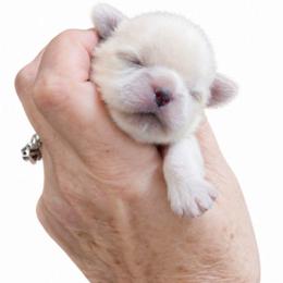 Jewel - White female Shih Tzu puppy in Dallas, Texas from Heart and Soul Shih Tzu
