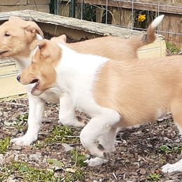Collie Puppies from Nightstar Collies