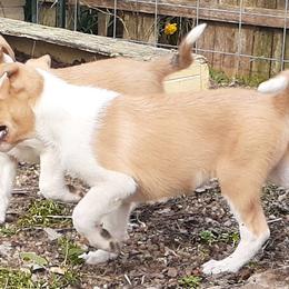 Collie Puppies from Nightstar Collies